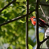 Scarlet Tanager, Smith Oaks Sanctuary, High Island, Texas